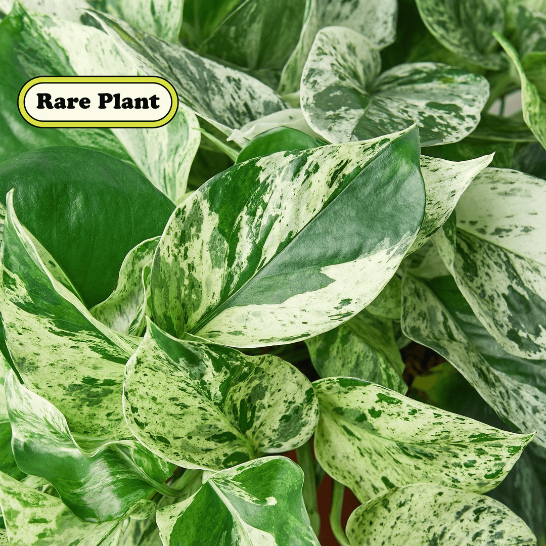 marble queen pothos cuttings Pothos 'Marble Queen' Cuttings (5 Pack)