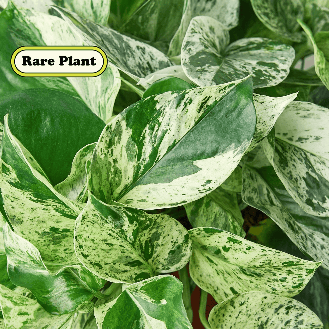 pothos orb Pothos 'Marble Queen' Cuttings (5 Pack)