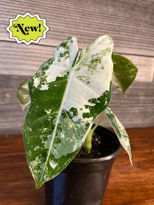 alocasia micholitziana variegata Alocasia Micholitziana 'Frydek' Variegated