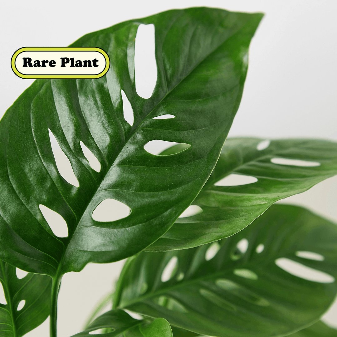 Monstera Adansonii 'Swiss Cheese' Cuttings (5 Pack)