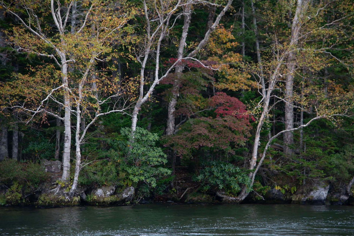 Shoreline of Lake Akan in autumn, with vibrant foliage reflecting on the still water—capturing the peaceful beauty and cultural heritage of Marimo’s sacred home in Hokkaido, Japan.
