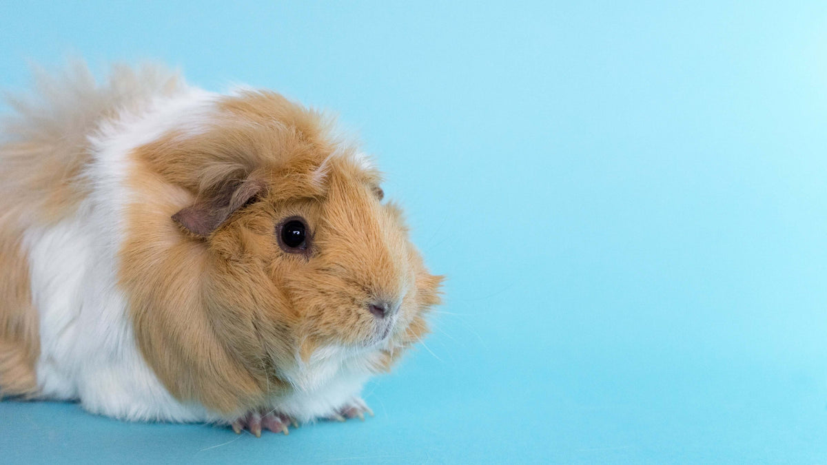Light brown guinea pig, a popular but higher-care class pet