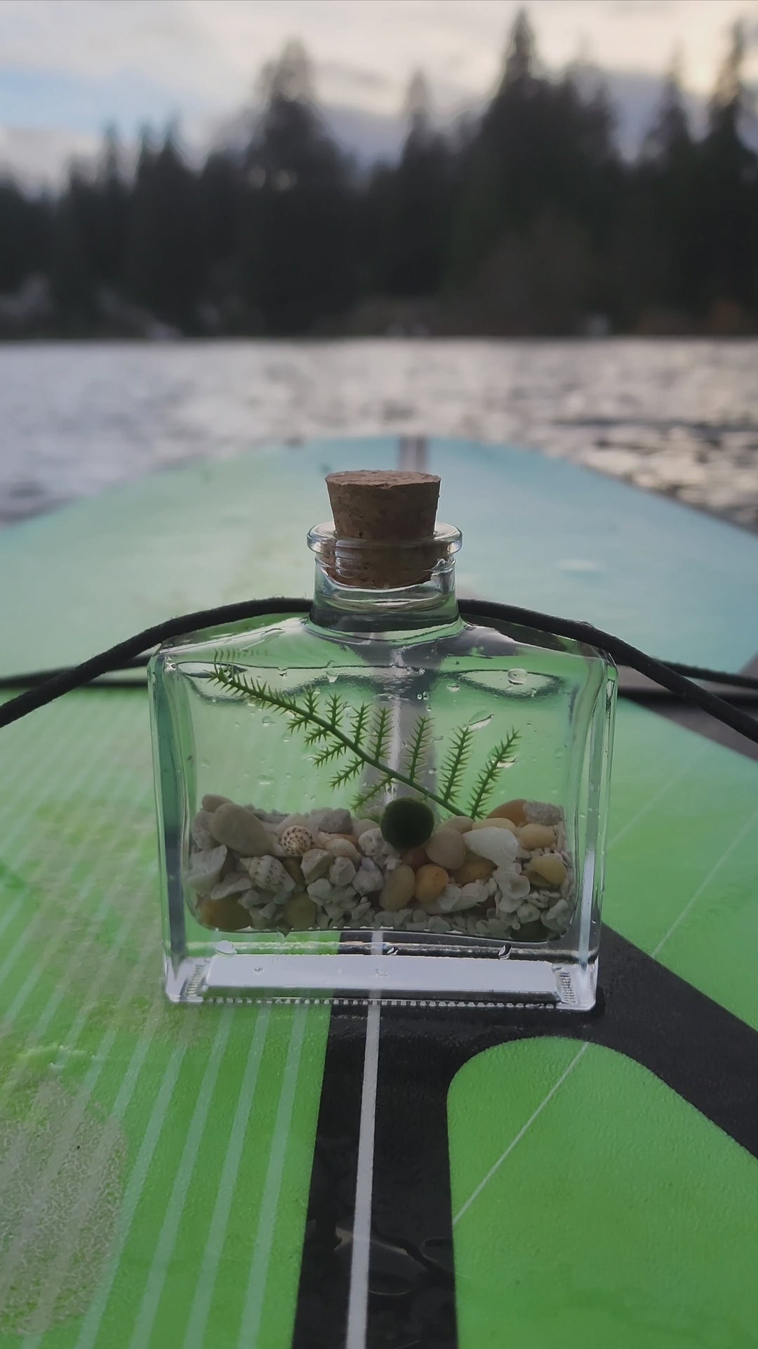 The Explorer’s Flask Terrarium with Nano Moss Ball Pet