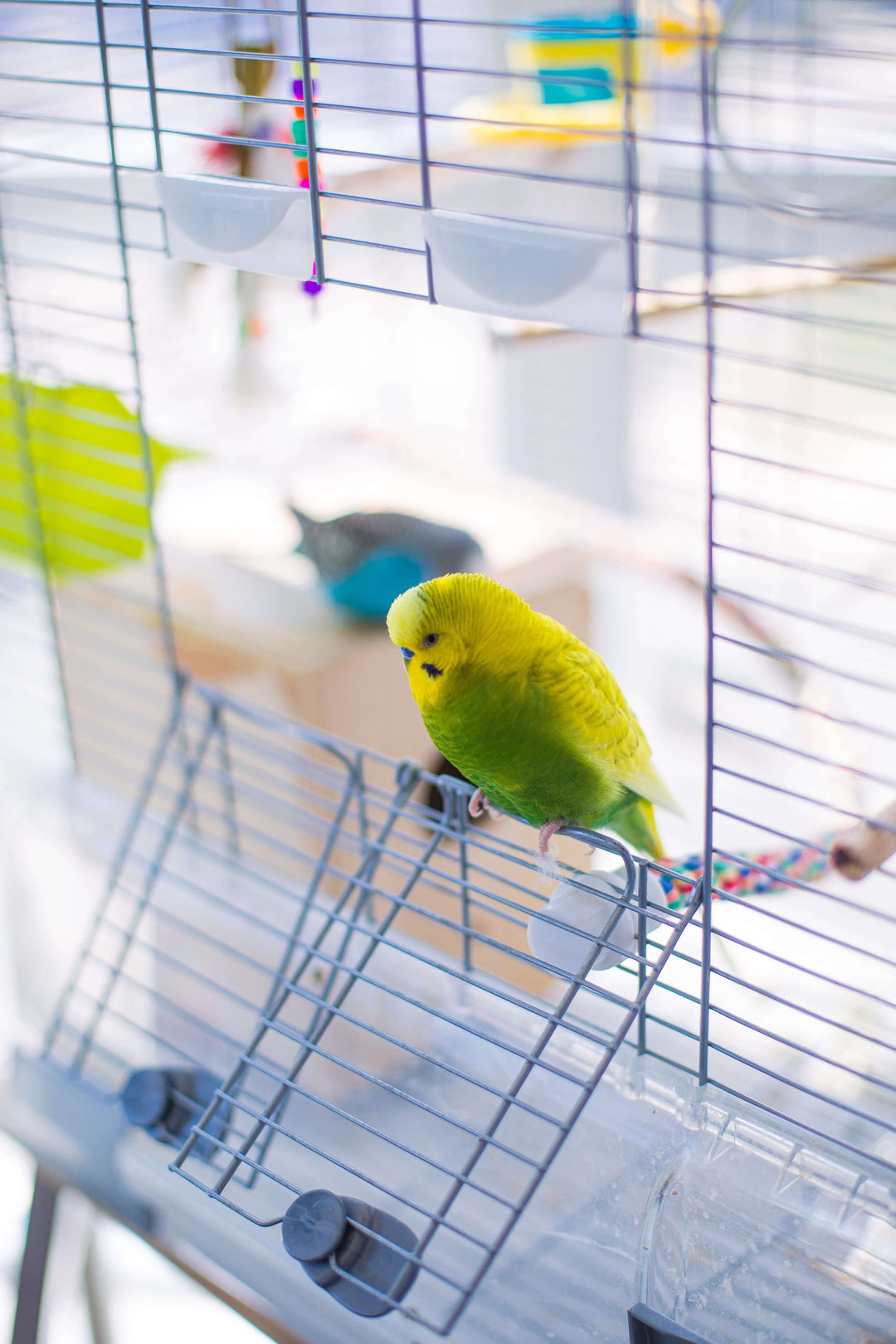 Small yellow and green bird in a white cage