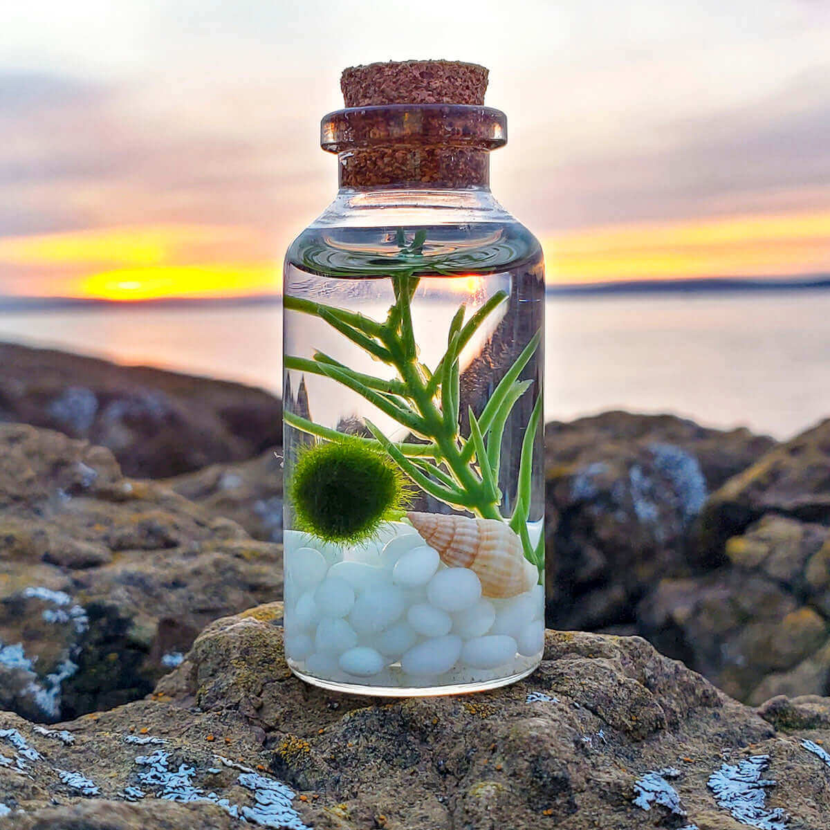 tiny plants for terrarium Small Alchemist Terrarium Starter Kit with Baby Moss Ball Pet