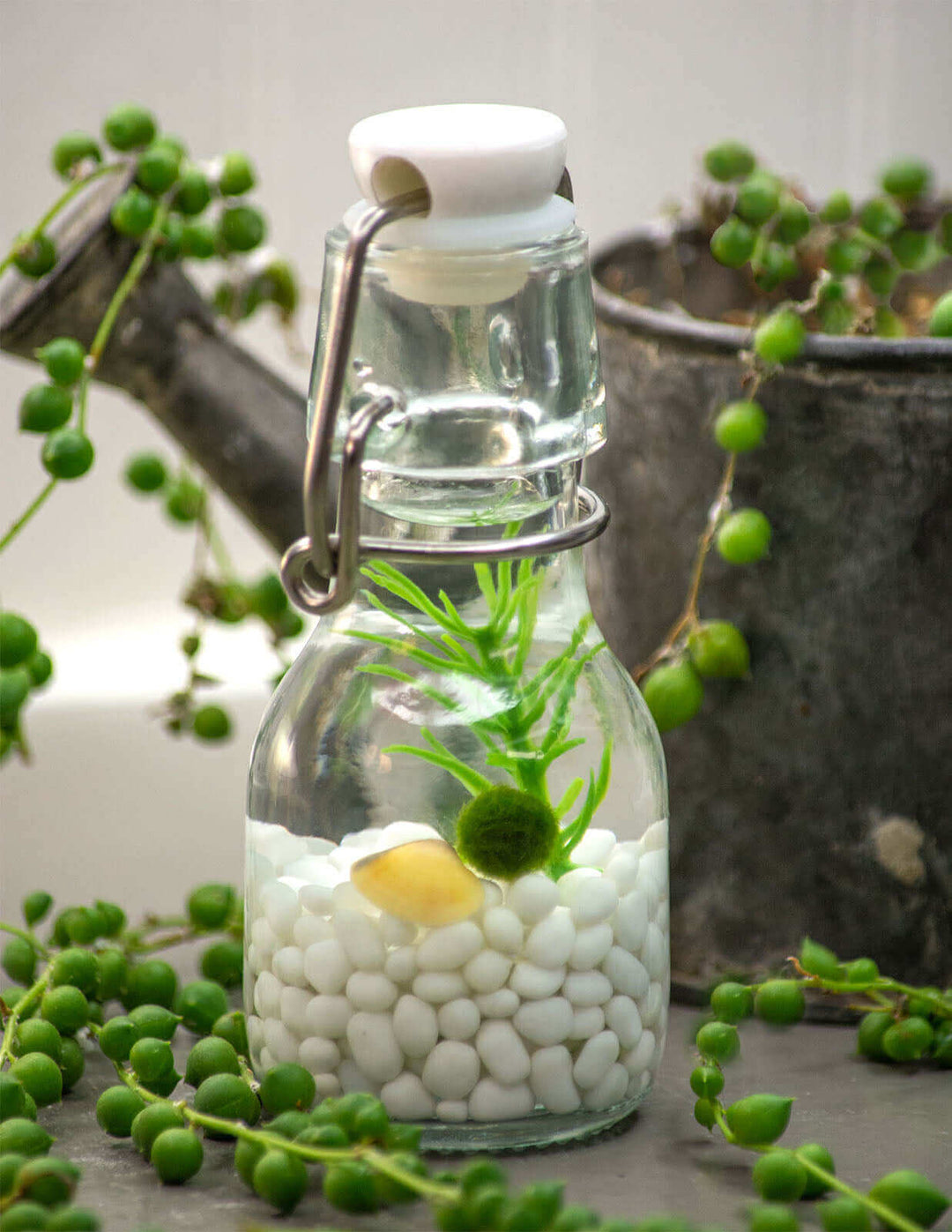 Classic swing-top glass bottle terrarium with a Nano Moss Ball Pet, white glass gems, plants, shells, and a farmhouse-style background.