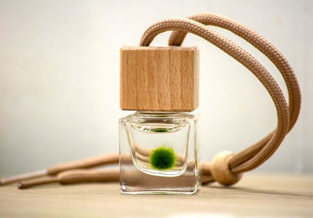 Small glass terrarium bottle with a wooden top, suspended by a shoelace cord, designed for displaying Moss Ball Pet Babies.