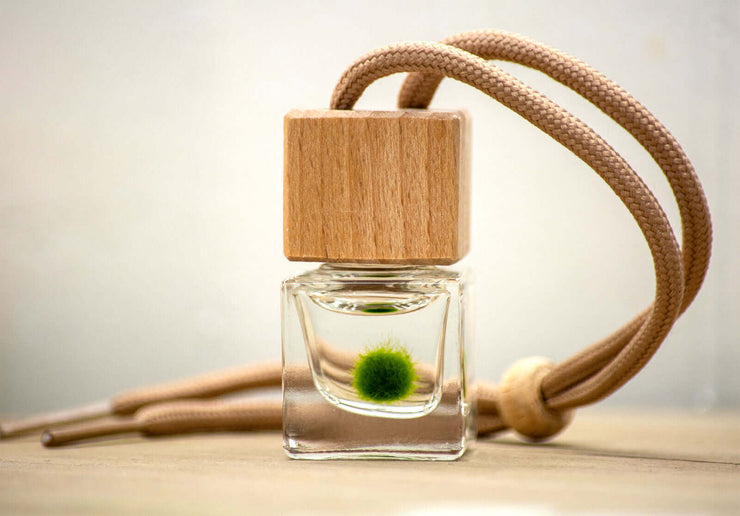 Hanging Square Glass Bottle Mini Terrarium with Wood Top