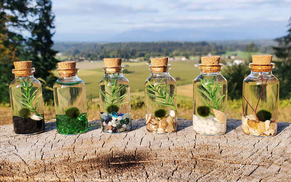 Set of six small glass alchemist bottle terrariums on a rustic outdoor log, each featuring a baby Marimo Moss Ball Pet and varied glass gems, against a scenic backdrop.
