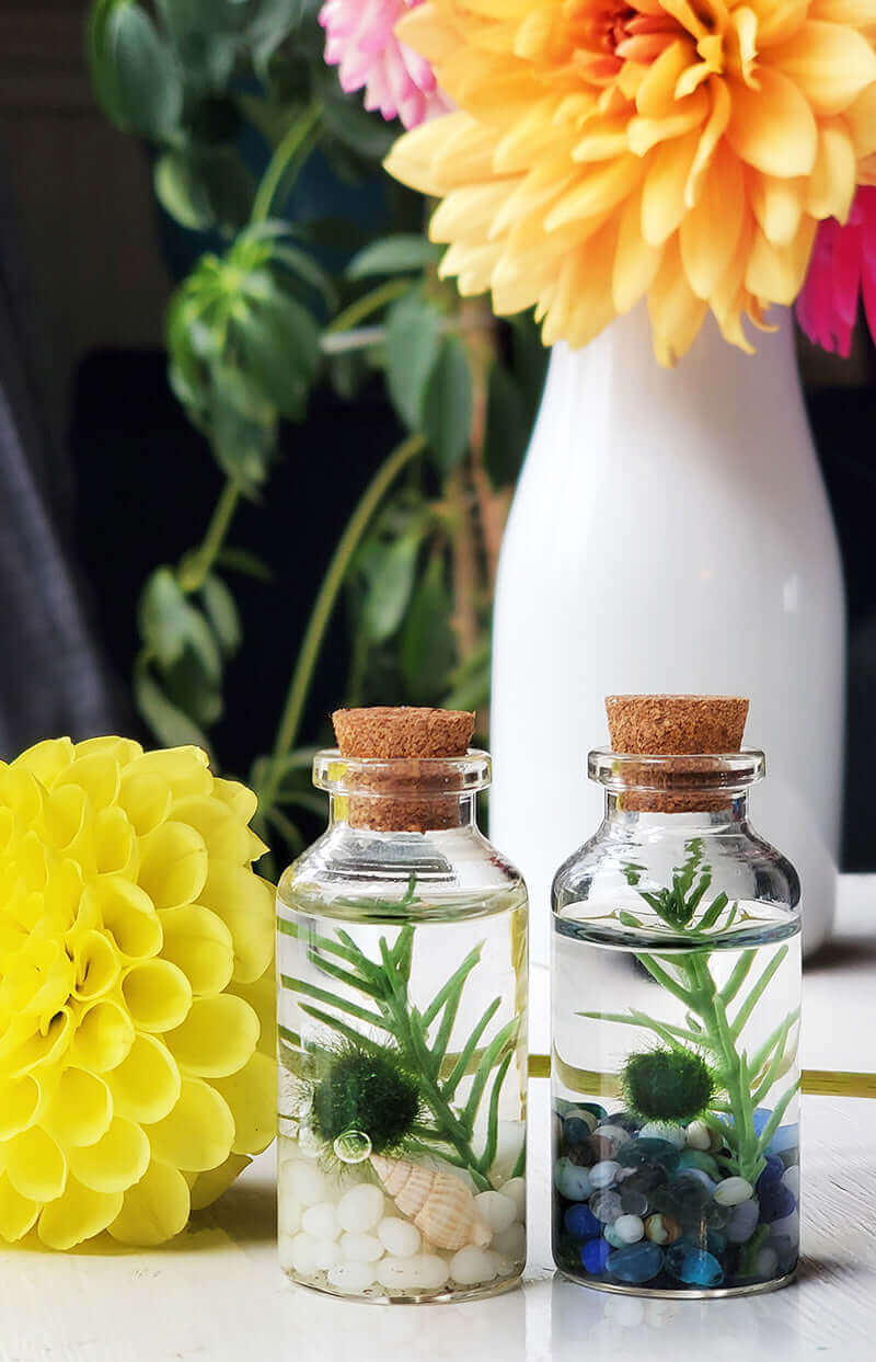 Two glass alchemist bottle terrariums with cork tops, each housing a Marimo Moss Ball Pet, aquatic plants, and white and multicolored glass gems, presented next to vibrant yellow flowers.